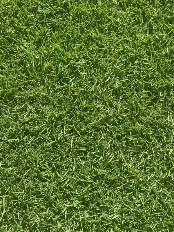 Stadium Zoysia