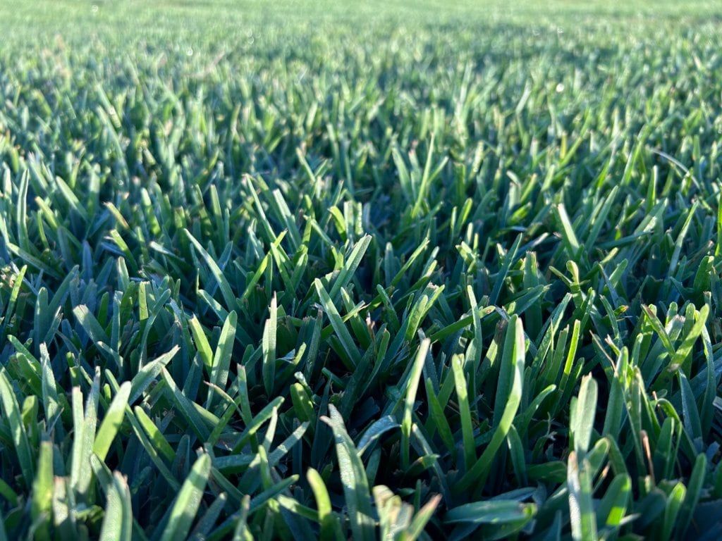Grass / Sod