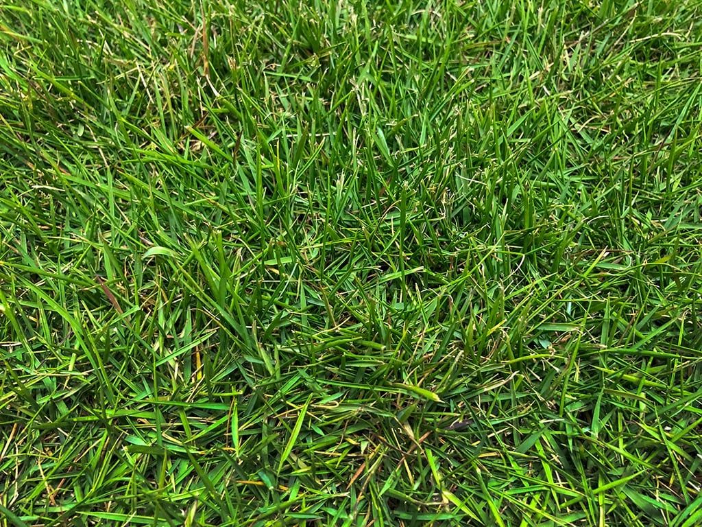 Zeon Zoysia