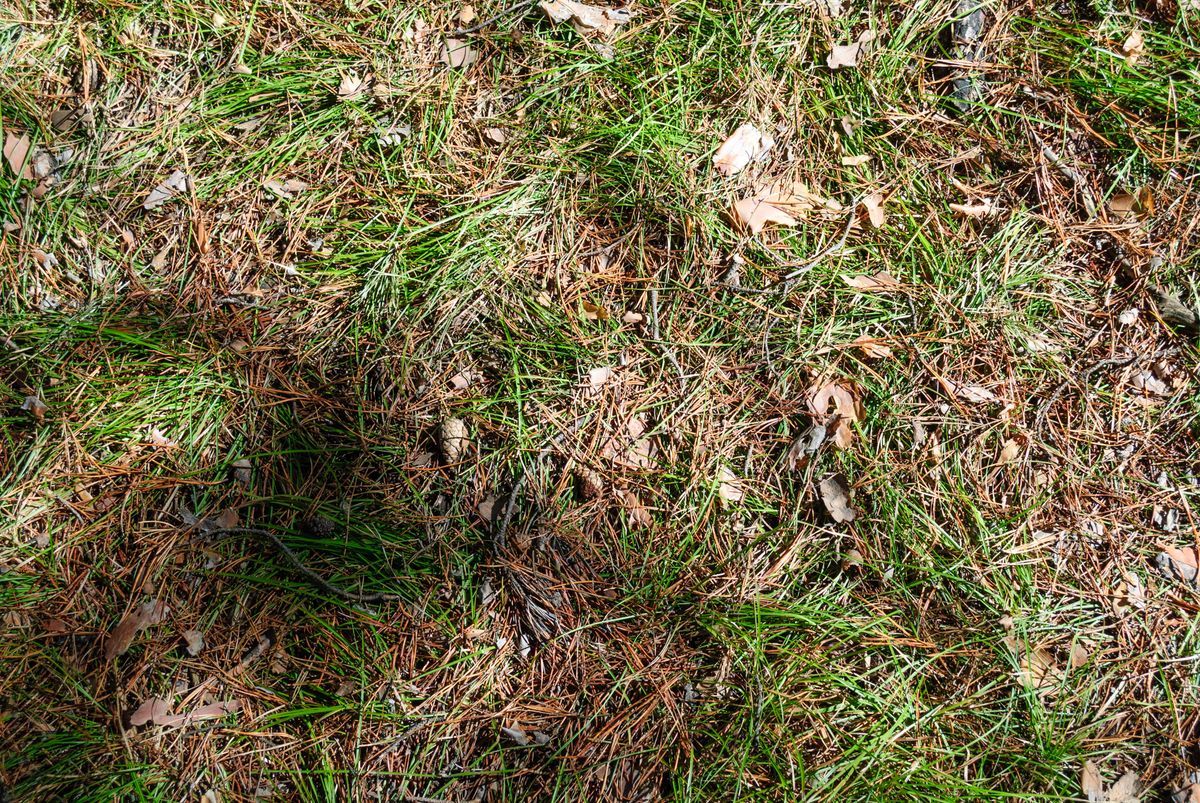 Armyworm Damage: The Bermuda Lawn Threat That Moves Fast