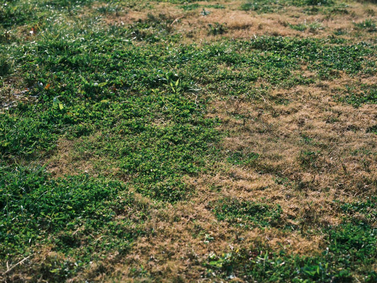Brown Patch vs. Large Patch: Identifying and Treating Circular Lawn Disease