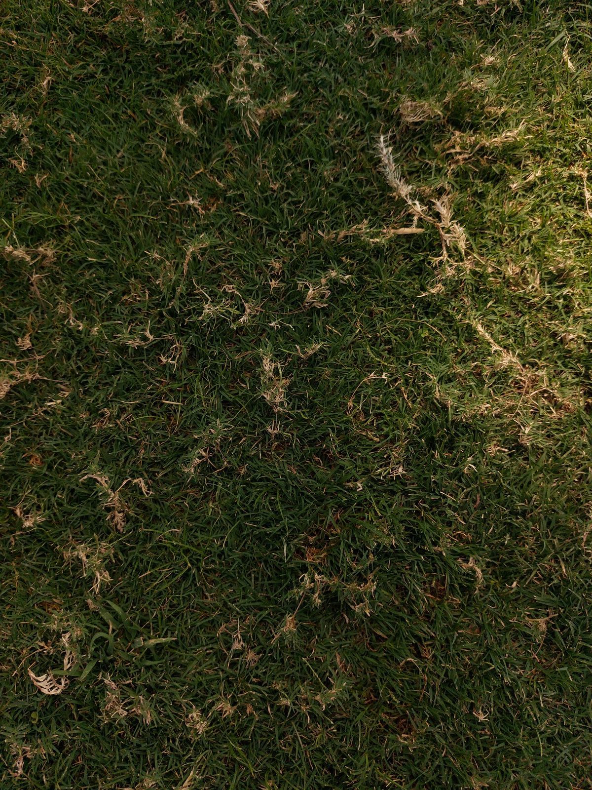 Chinch Bug Damage: How to Identify It and Treat It Fast