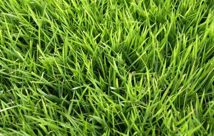 Emerald Zoysia Grass Care Guide for Austin Lawns