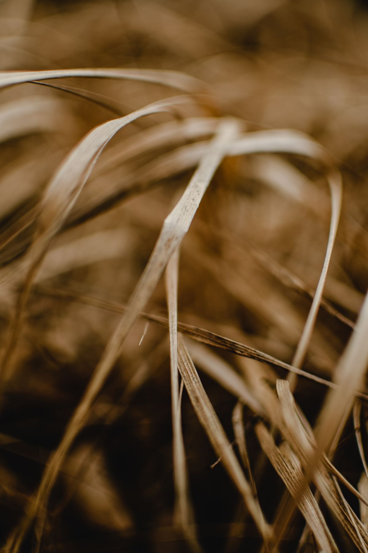 Why Are My Grass Blades Curling? Heat Stress vs. Disease
