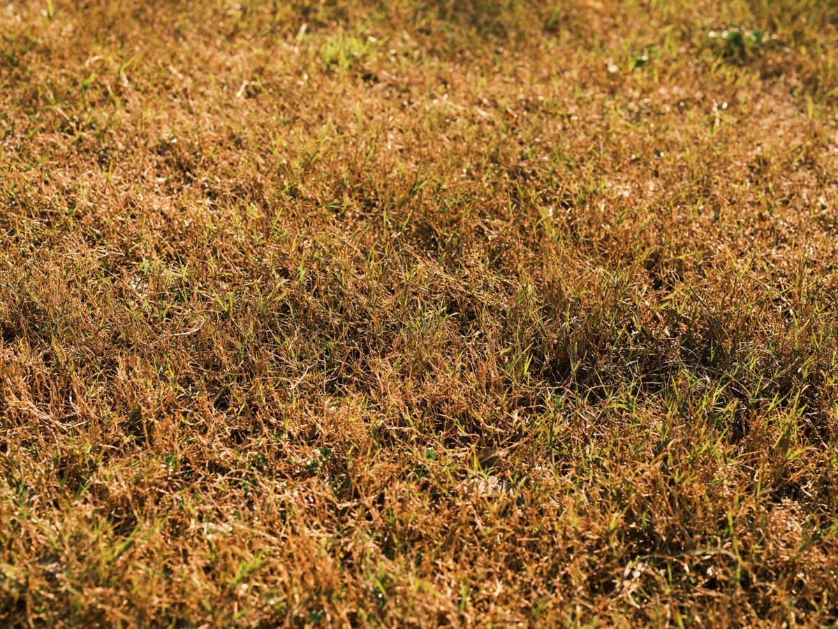 Grass Turning Yellow? Here's Every Cause and the Fix for Each One