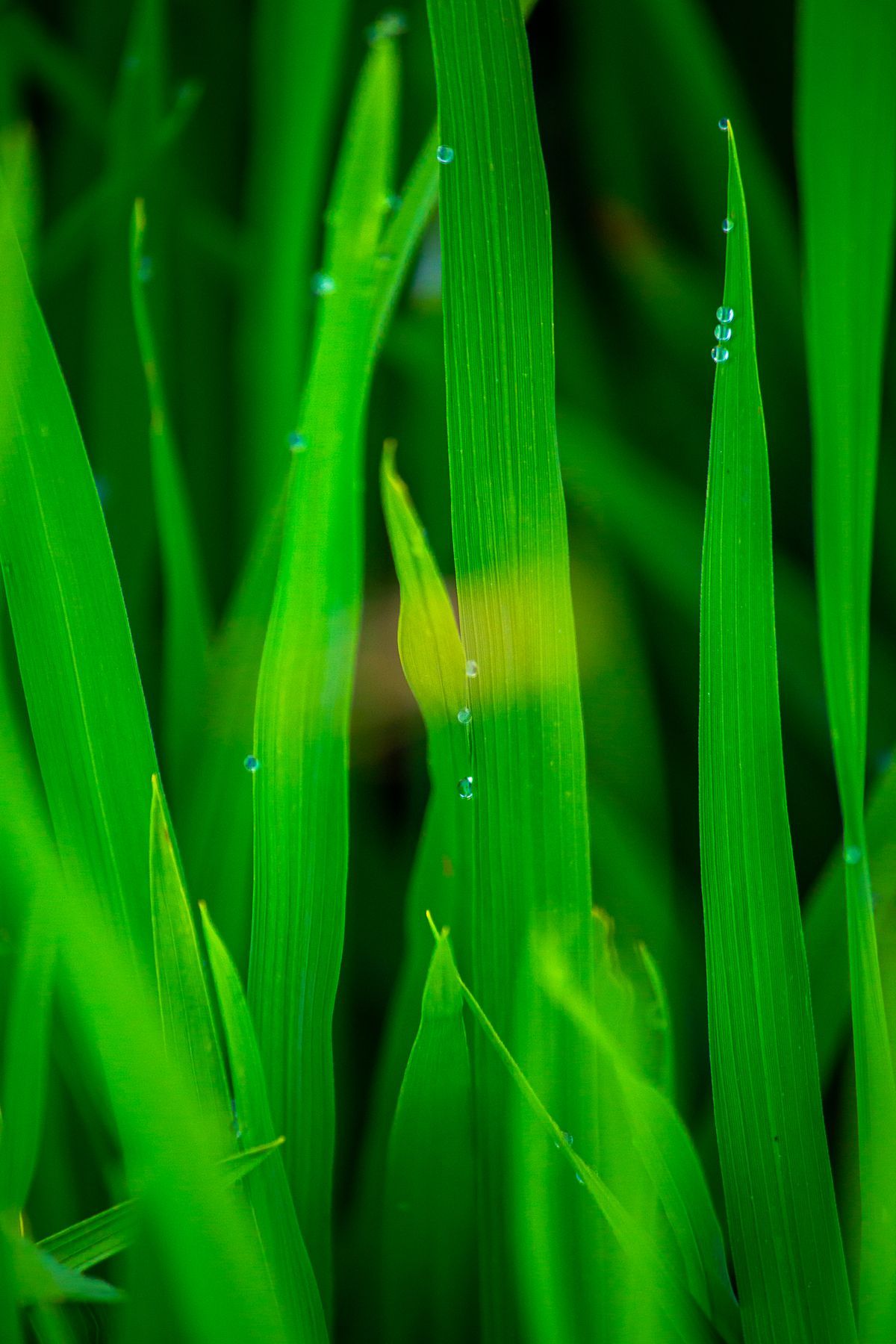 Gray Leaf Spot in St. Augustine Grass: Identification and Treatment