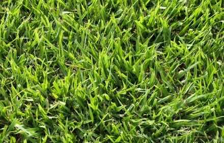Palisades Zoysia Grass Care Guide for Austin Lawns