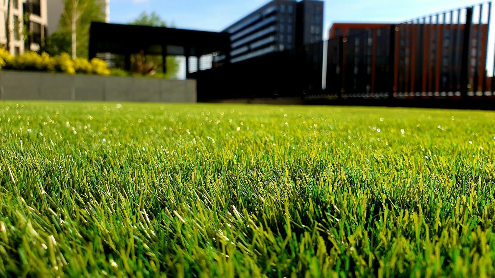 Fresh green sod lawn