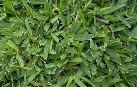Raleigh St. Augustine Grass Care Guide for Austin Lawns