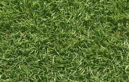 Stadium Zoysia Grass Care Guide for Austin Lawns