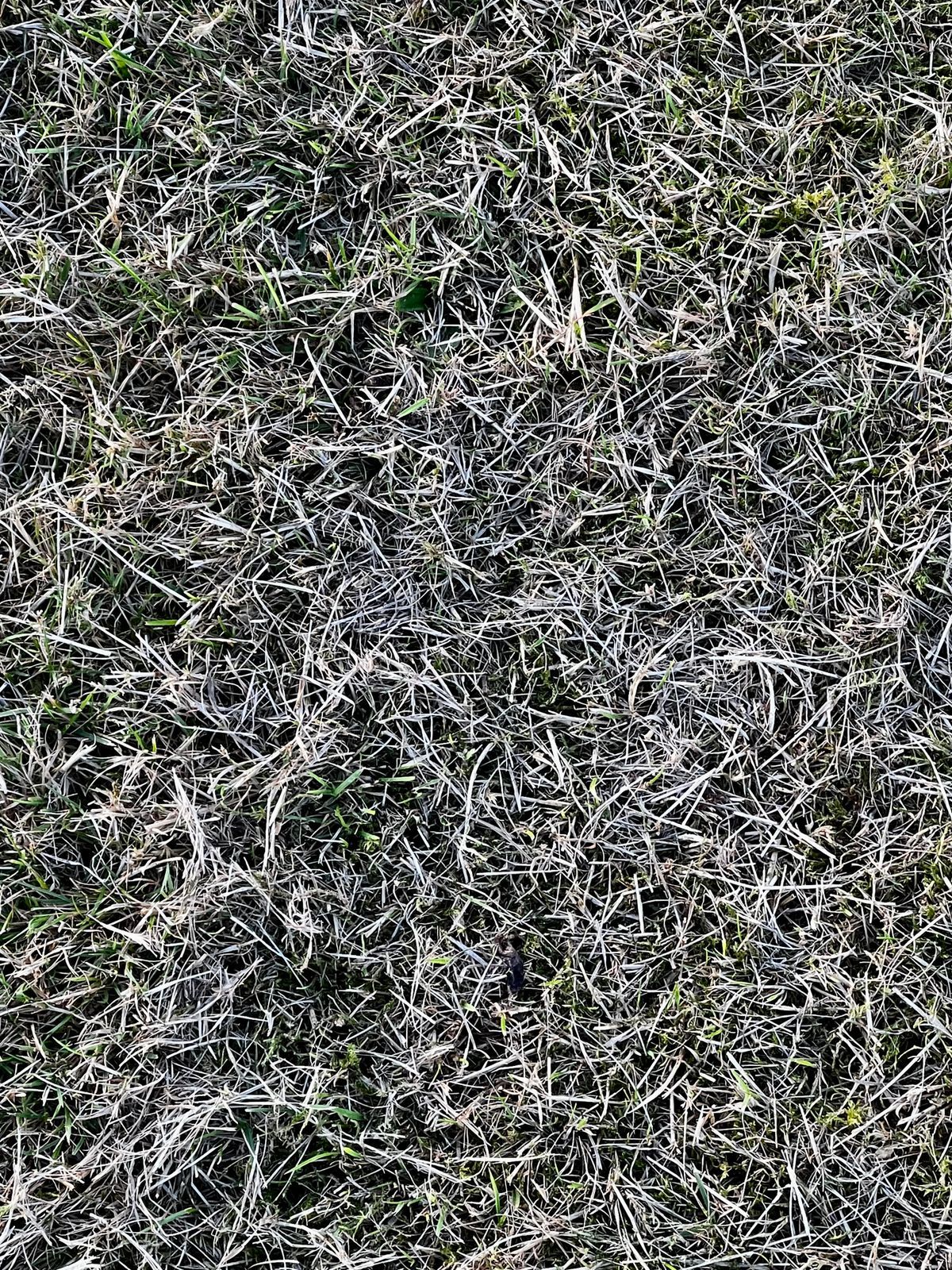 Take-All Root Rot: Why It's So Easy to Misdiagnose (and How to Treat It)
