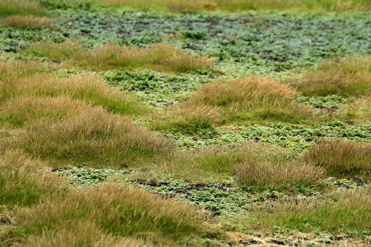 Thin, Patchy Grass? Here's Why and How to Fix It