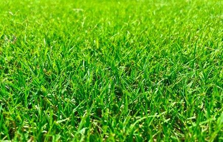 Tifway 419 Bermuda Grass Care Guide for Austin Lawns