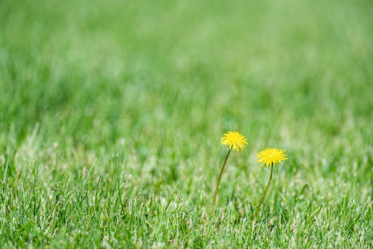Weeds in New Sod: Why You Can't Use Weed-and-Feed (and What to Do Instead)
