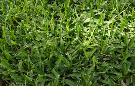 Amerishade St. Augustine Grass Care Guide for Austin Lawns