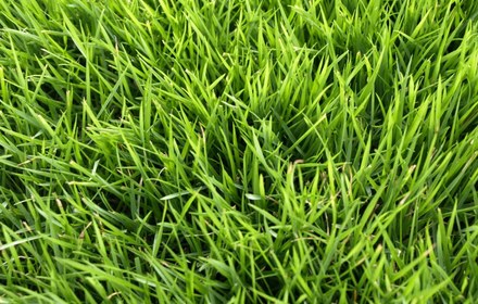 Emerald Zoysia Grass Care Guide for Austin Lawns