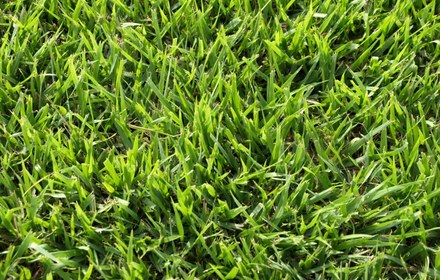 Palisades Zoysia Grass Care Guide for Austin Lawns