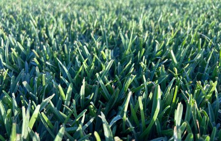 Palmetto St. Augustine Grass Care Guide for Austin Lawns