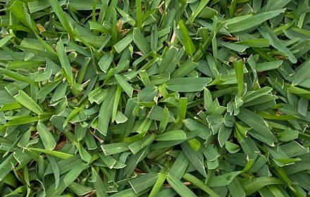 Raleigh St. Augustine Grass Care Guide for Austin Lawns