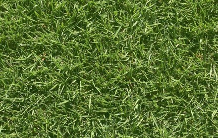 Stadium Zoysia Grass Care Guide for Austin Lawns