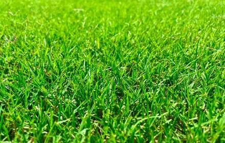 Tifway 419 Bermuda Grass Care Guide for Austin Lawns