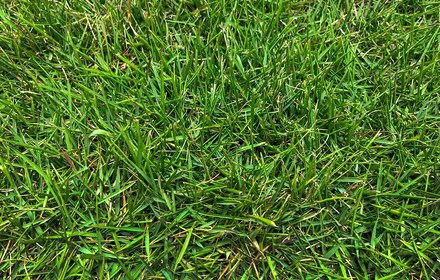 Zeon Zoysia Grass Care Guide for Austin Lawns
